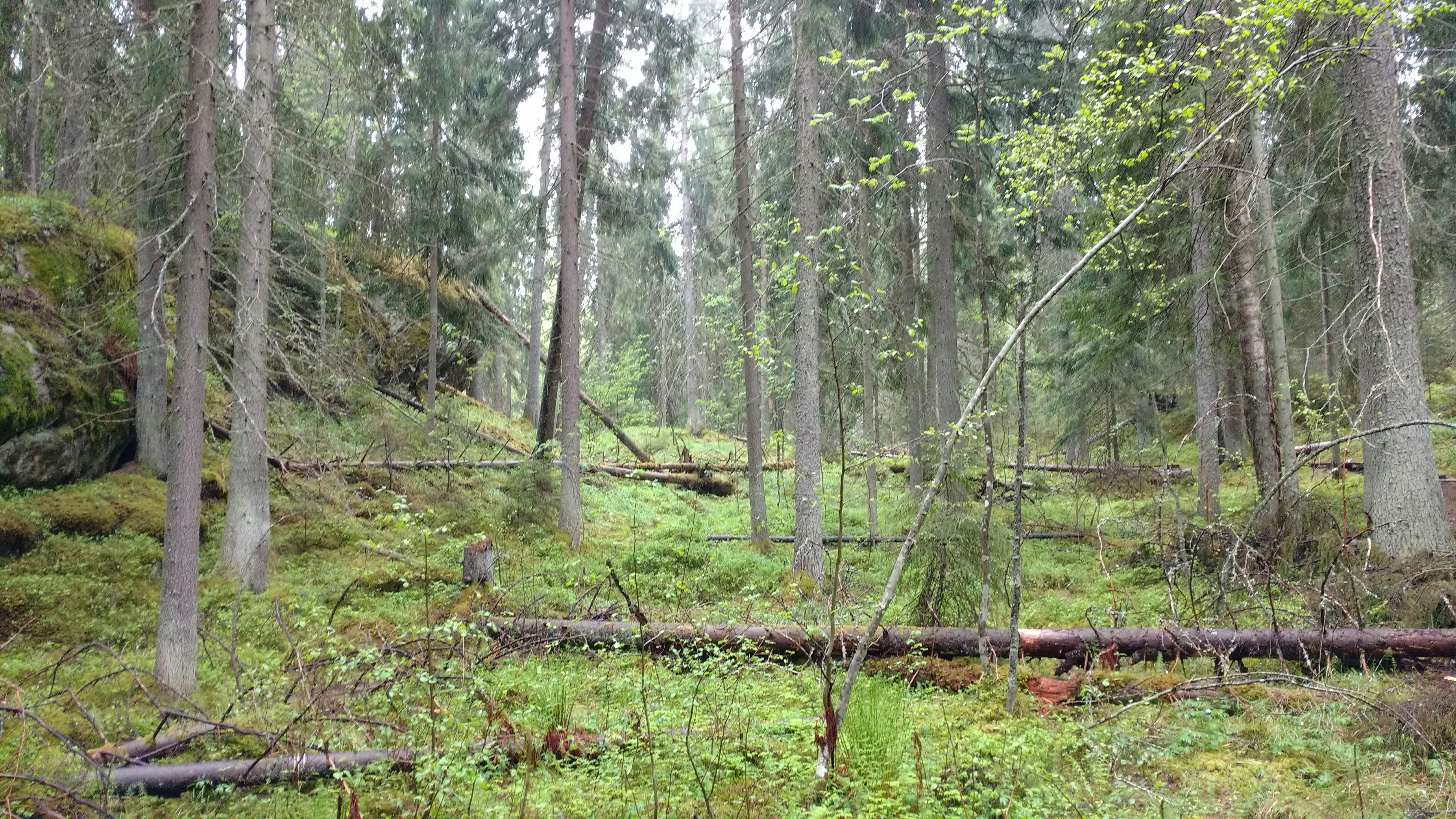 Karnaistenkorpi. Kuva Lohjan ympäristönsuojelu.