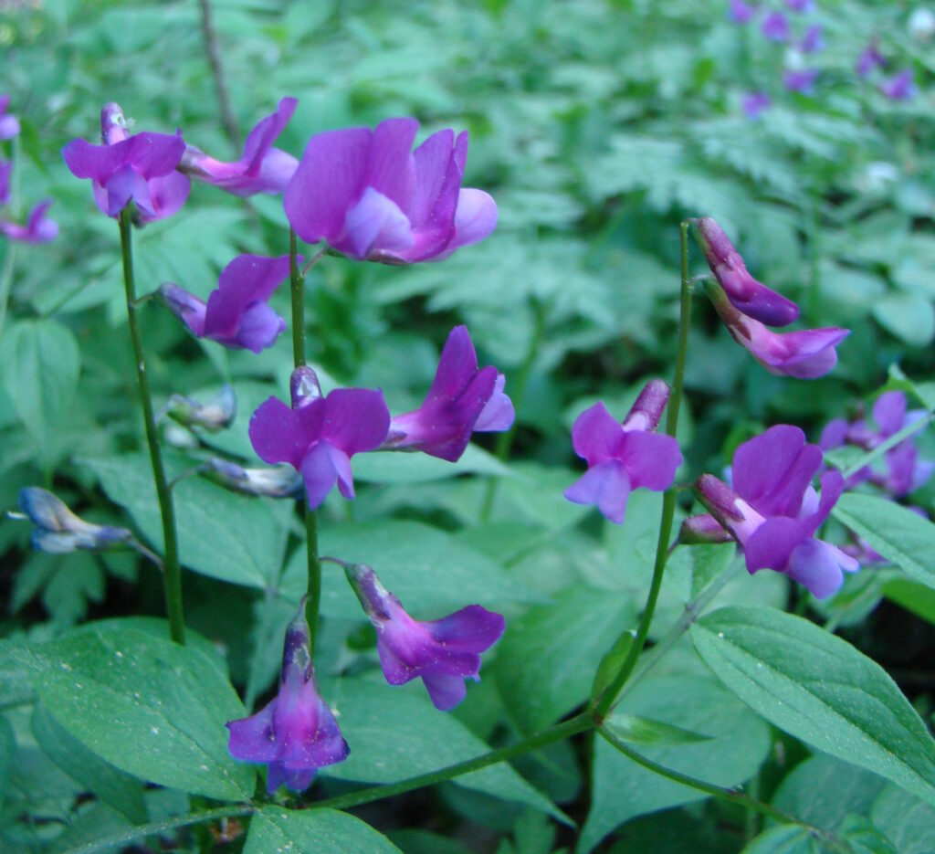 Kevätlinnunherne (<em>Lathyrus vernus</em>), Karkalin luonnonpuisto. Kuva Terhi Saura, Lohjan ympäristönsuojelu.