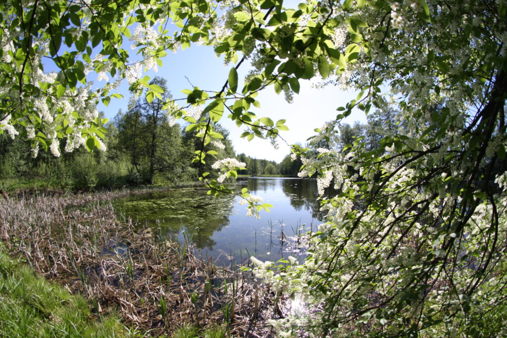 Lohjan ainutlaatuinen luonto. Kuva Markku Levula.
