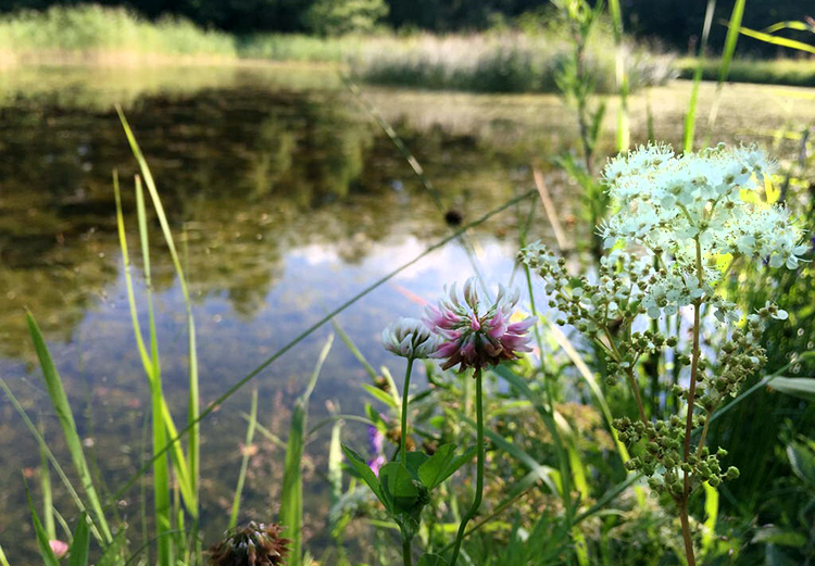 Porlan kasvillisuutta ja lampi