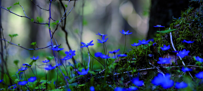Sinisiä kukkia metsän siimeksessä.