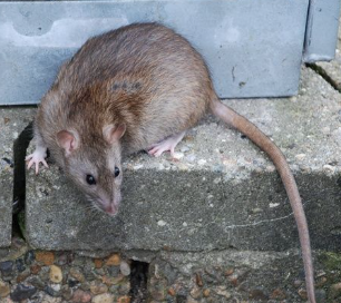 Feature image Råtta (Rattus norvegicus)