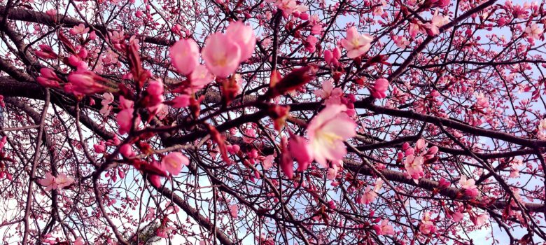 punertavia kirsikan kukkia