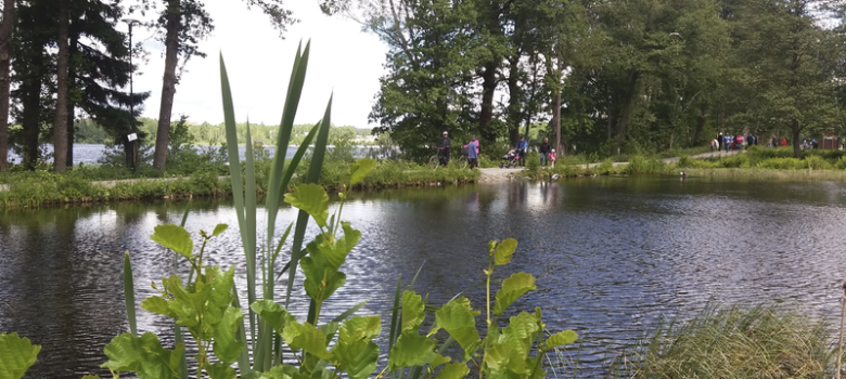 Porlan allas ja kesäistä kasvustoa