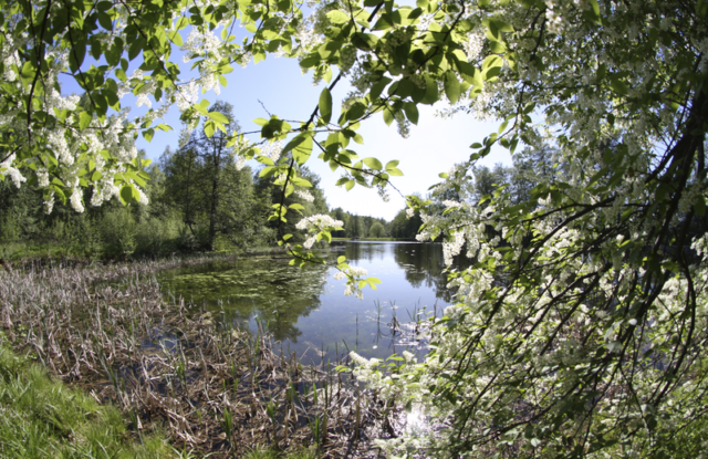 Kukkiva puu kurkottaa veden ylle kesäisessä maisemassa