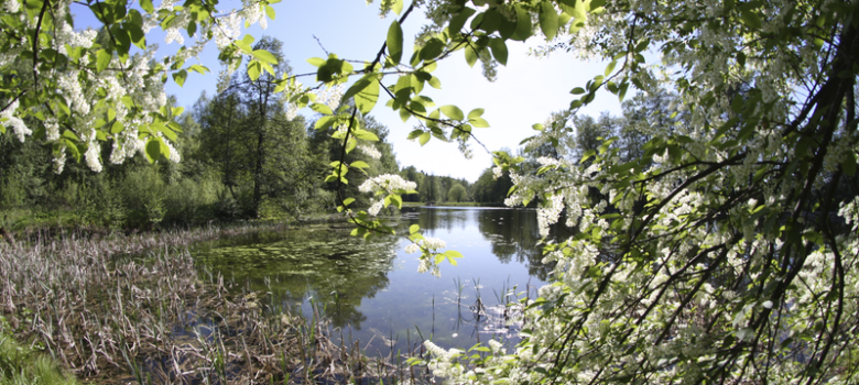 Kukkiva puu kurkottaa veden ylle kesäisessä maisemassa
